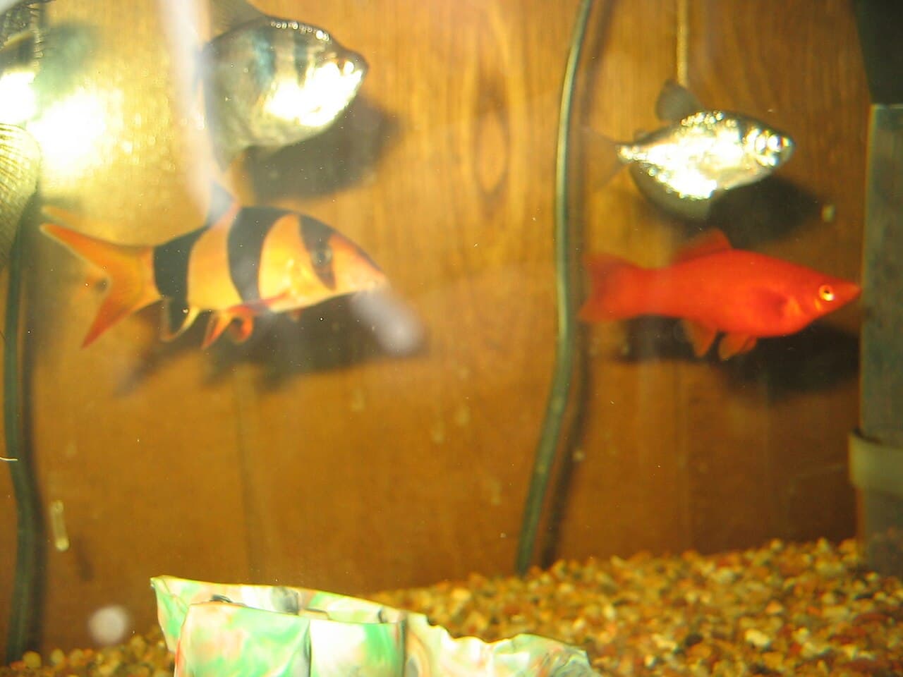 Community aquarium fish near the front glass, used as breathing context.