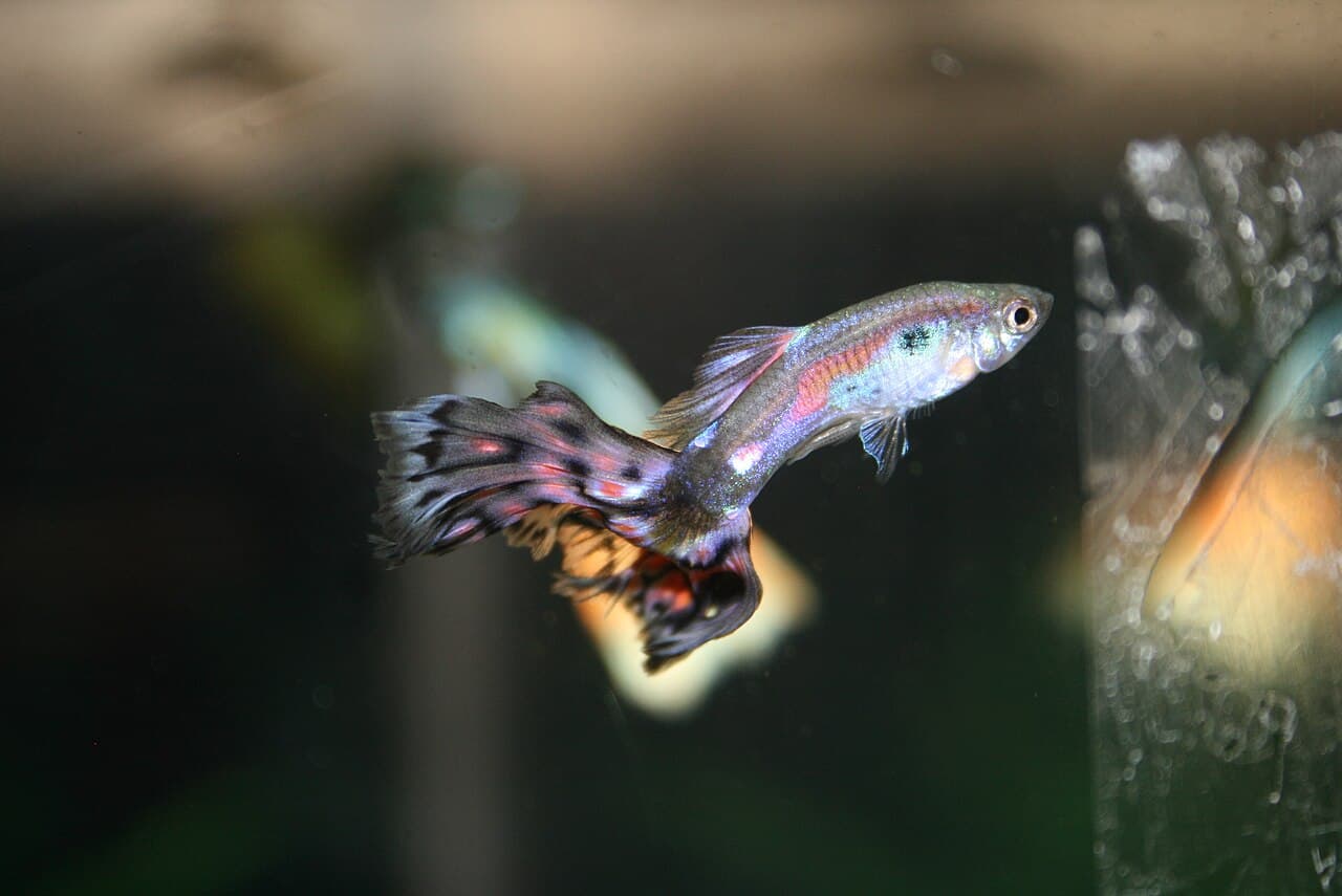 Guppy in a home aquarium, used as context for fin health guides.