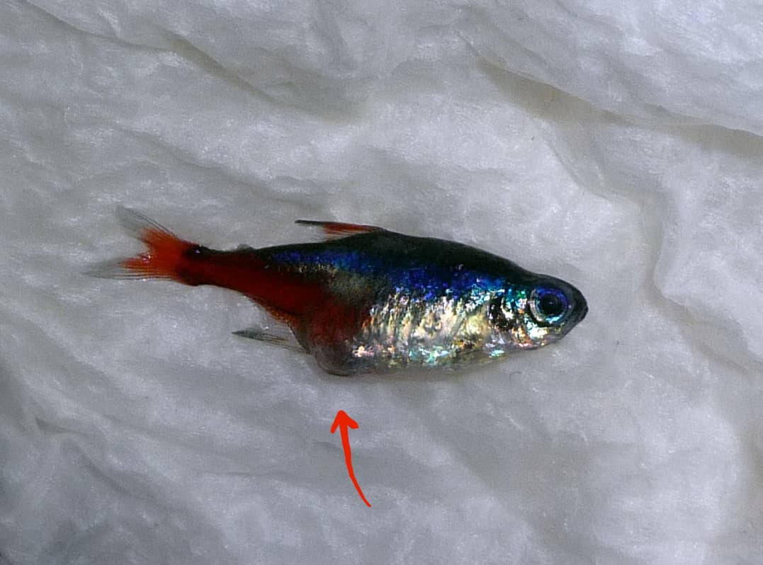 Neon tetra with dropsy-like swelling and raised scales.