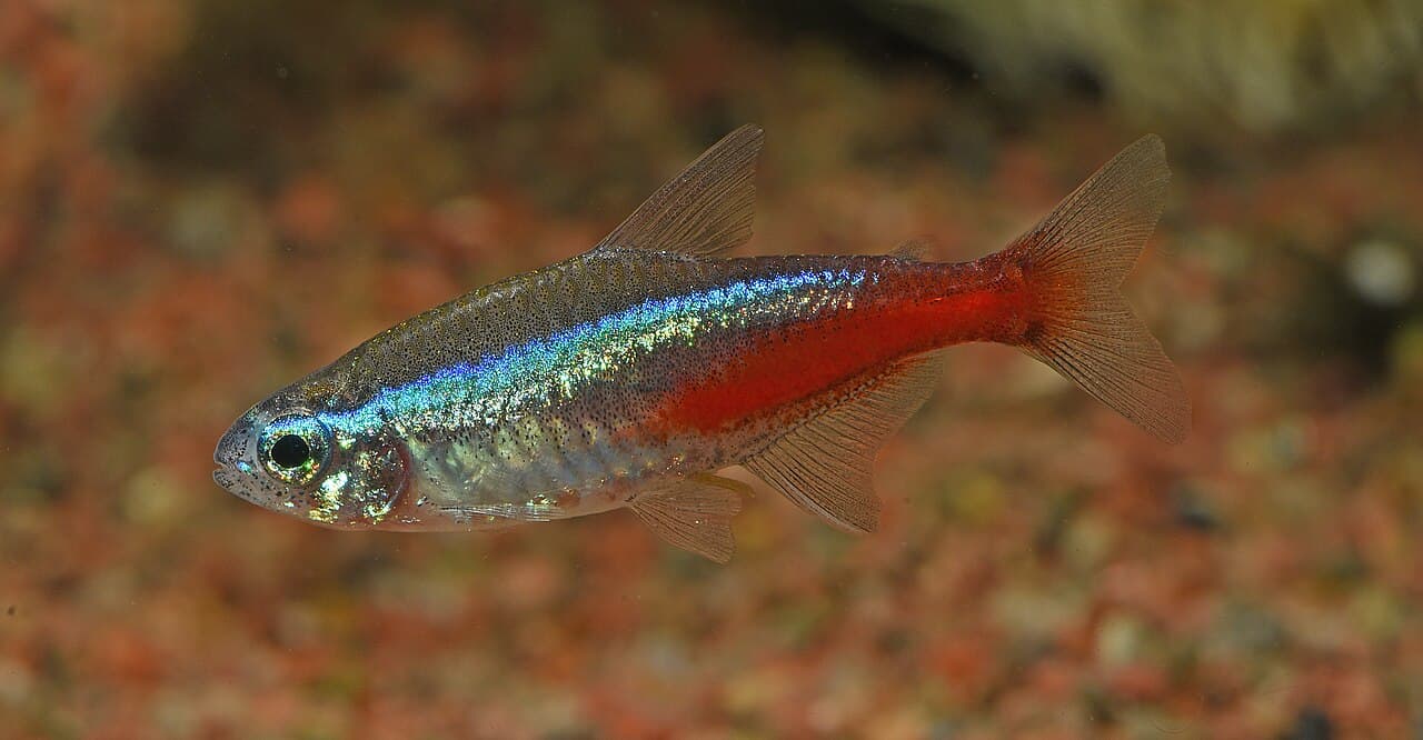 Neon tetra in an aquarium, used as breathing and oxygen context.