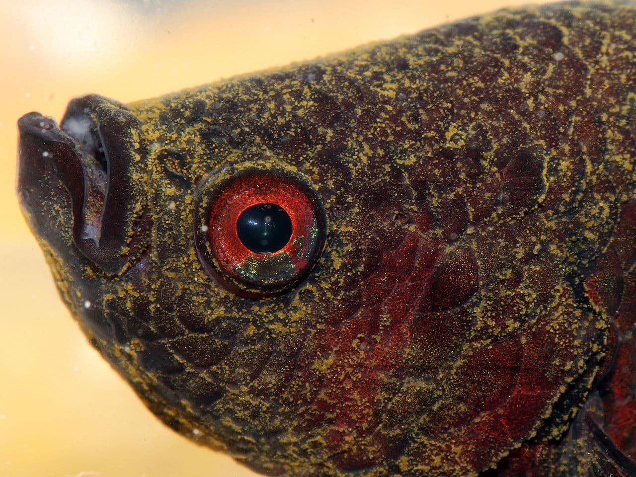Betta fish with velvet disease signs in an aquarium.